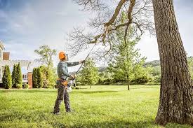 Tree and Shrub Care in Redwater, TX